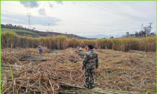 变废为宝促振兴 秸秆利用助转型