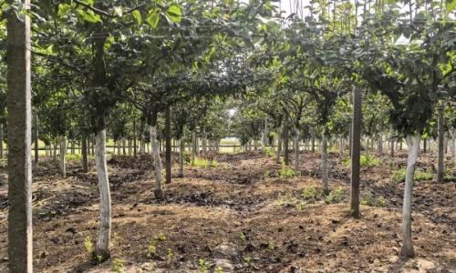 秸秆变废为宝!邵家岗村探索"豆梨共生"绿色循环新道路​