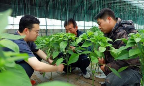 滦南县姚王庄镇: 着力破解农业废弃物处置难题实现变废为宝
