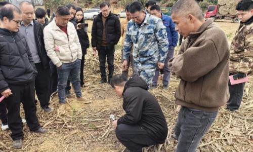 百色市田阳区开展农作物秸秆综合利用示范现场观摩活动