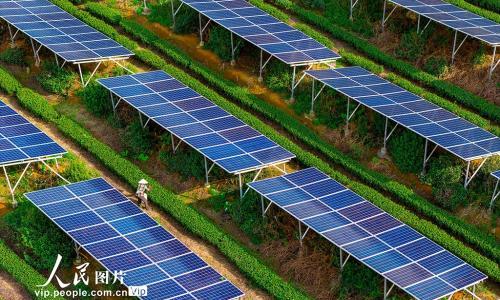 浙江嵊州: 茶园光伏发电站"照亮"茶农致富路