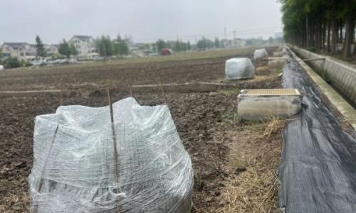 水稻秸秆处理"上海方案"田边落地: 变"生态包袱"为"绿色财富"